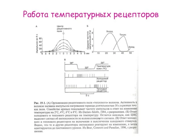 Работа температурных рецепторов