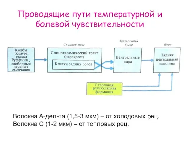 Проводящие пути температурной и болевой чувствительности Волокна А-дельта (1,5-3 мкм)