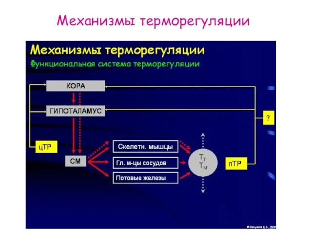 Механизмы терморегуляции