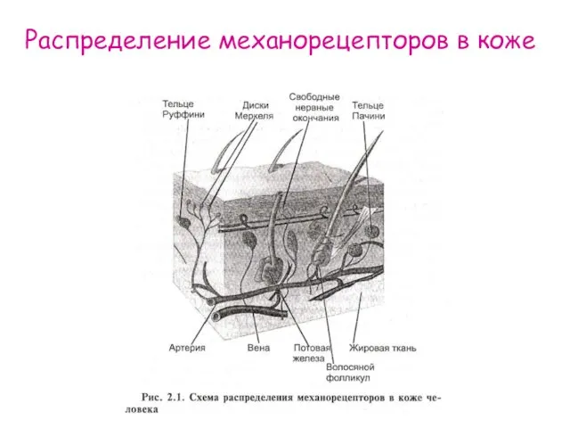 Распределение механорецепторов в коже