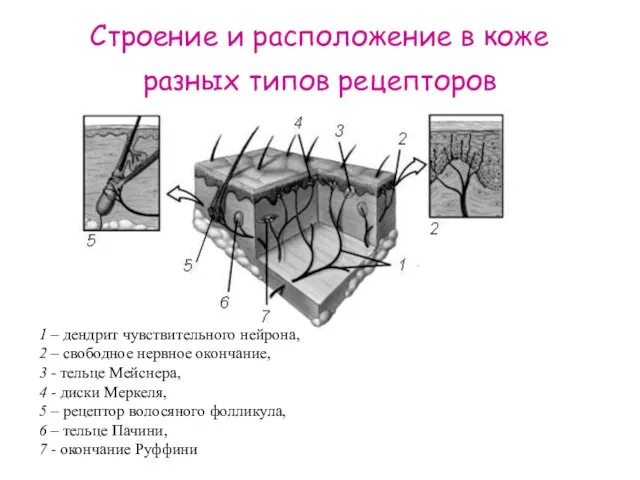 Строение и расположение в коже разных типов рецепторов 1 –