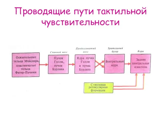 Проводящие пути тактильной чувствительности