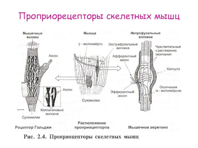 Проприорецепторы скелетных мышц