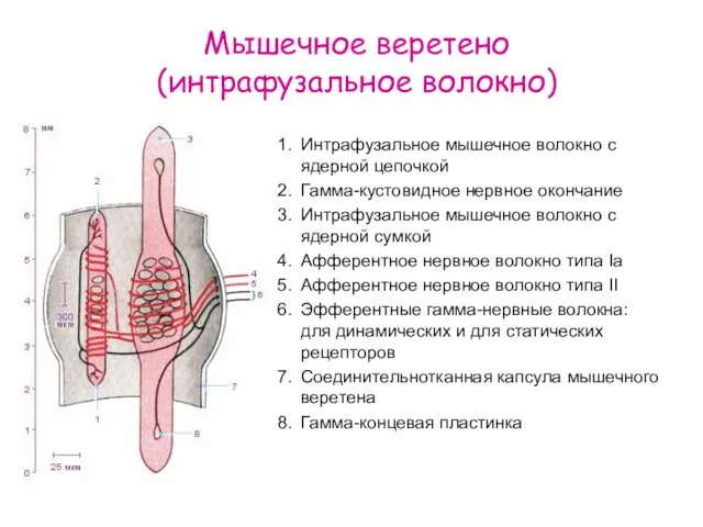 Мышечное веретено (интрафузальное волокно) Интрафузальное мышечное волокно с ядерной цепочкой