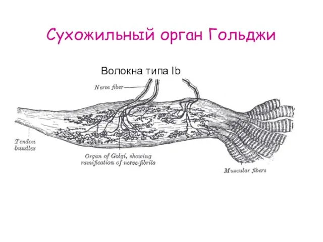 Сухожильный орган Гольджи Волокна типа Ib