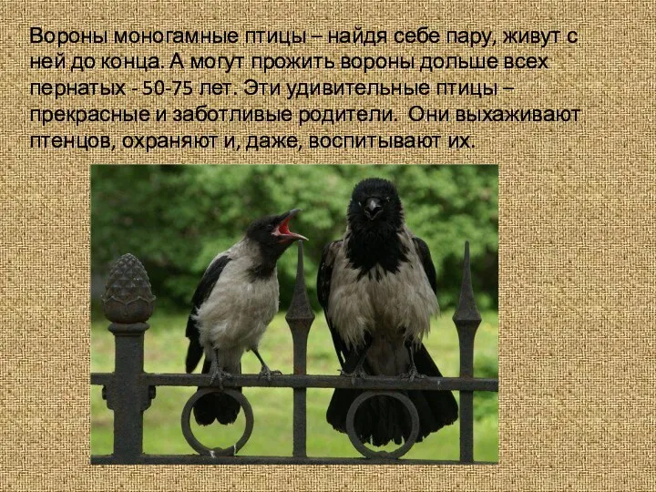 Вороны моногамные птицы – найдя себе пару, живут с ней