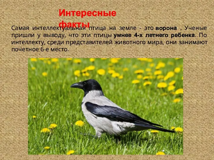 Интересные факты Самая интеллектуальная птица на земле - это ворона . Ученые пришли