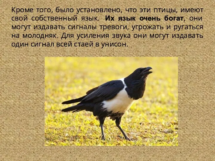 Кроме того, было установлено, что эти птицы, имеют свой собственный язык. Их язык