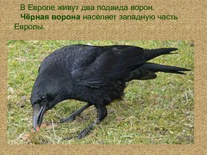 В Европе живут два подвида ворон. Чёрная ворона населяет западную часть Европы.