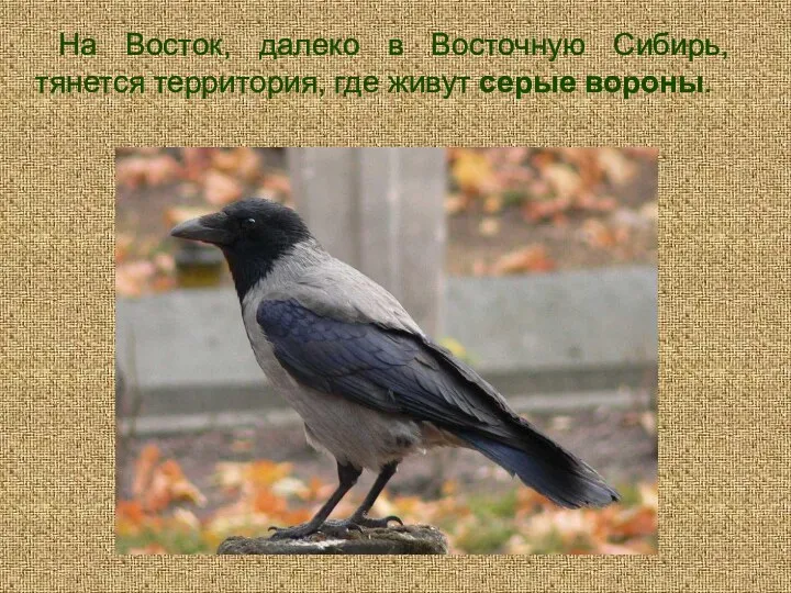 На Восток, далеко в Восточную Сибирь, тянется территория, где живут серые вороны.