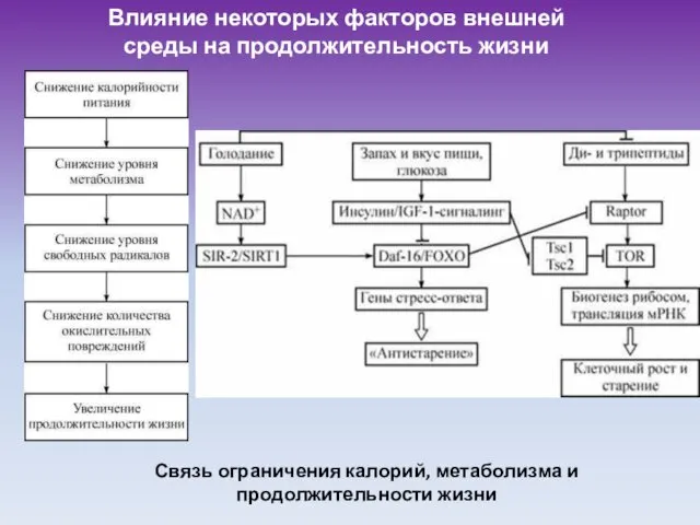 Связь ограничения калорий, метаболизма и продолжительности жизни Влияние некоторых факторов внешней среды на продолжительность жизни