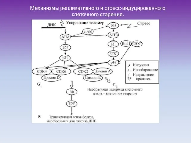 Механизмы репликативного и стресс-индуцированного клеточного старения.