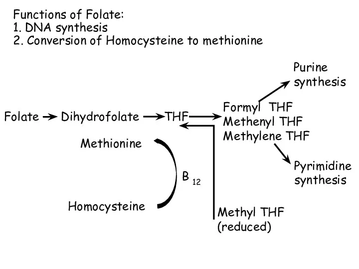 Folate Dihydrofolate THF Purine synthesis Pyrimidine synthesis Methyl THF (reduced)