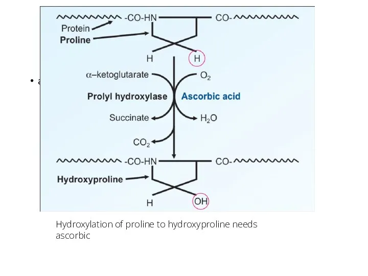 acid Hydroxylation of proline to hydroxyproline needs ascorbic