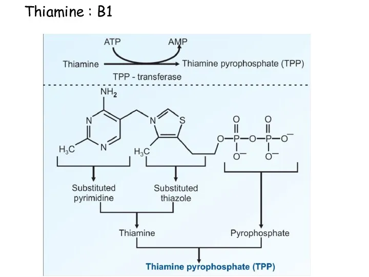 Thiamine : B1