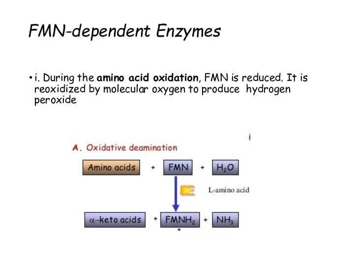 FMN-dependent Enzymes i. During the amino acid oxidation, FMN is
