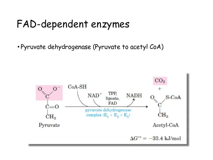 FAD-dependent enzymes Pyruvate dehydrogenase (Pyruvate to acetyl CoA)