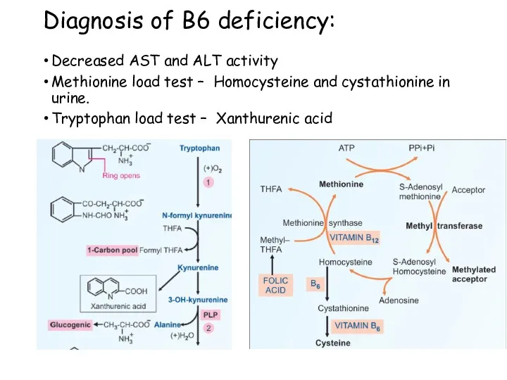 Diagnosis of B6 deficiency: Decreased AST and ALT activity Methionine