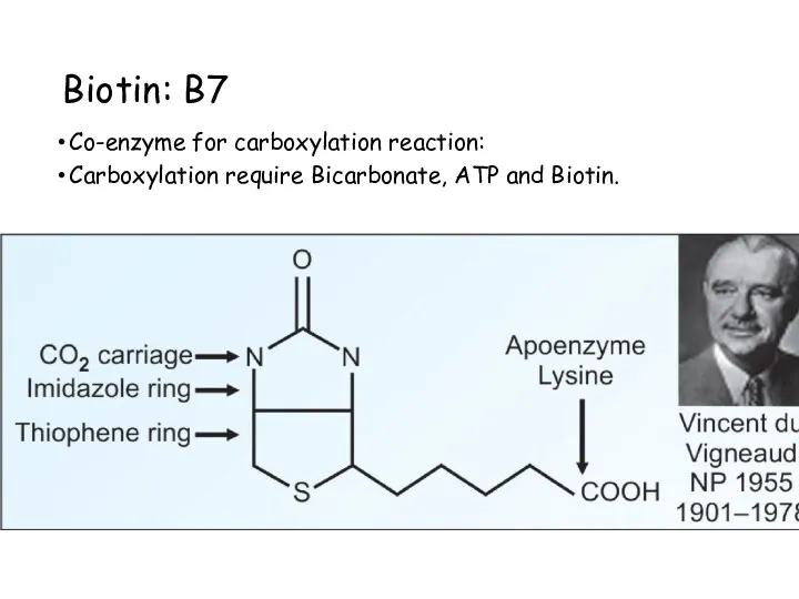 Biotin: B7 Co-enzyme for carboxylation reaction: Carboxylation require Bicarbonate, ATP and Biotin. Mitochondrial