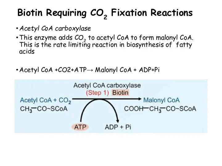 Biotin Requiring CO2 Fixation Reactions Acetyl CoA carboxylase This enzyme