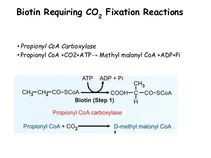 Biotin Requiring CO2 Fixation Reactions Propionyl CoA Carboxylase Propionyl CoA +CO2+ATP→ Methyl malonyl CoA +ADP+Pi