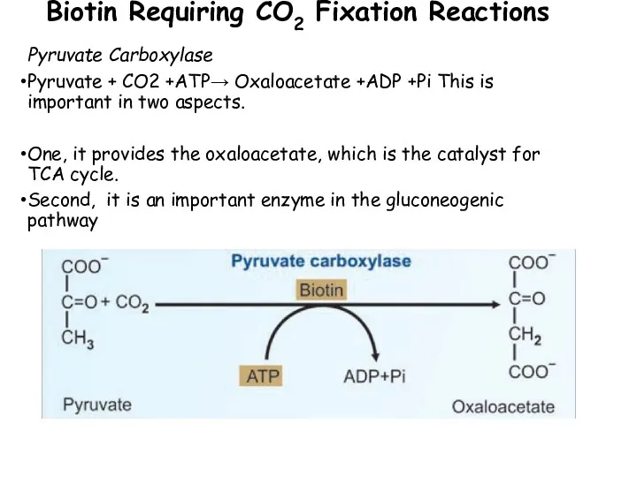 Biotin Requiring CO2 Fixation Reactions Pyruvate Carboxylase Pyruvate + CO2