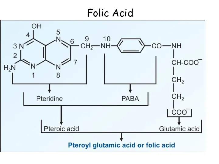 Folic Acid