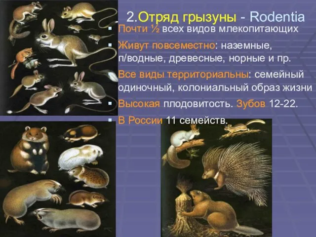 2.Отряд грызуны - Rodentia Почти ½ всех видов млекопитающих Живут