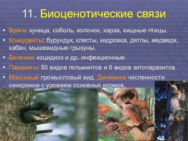 11. Биоценотические связи Враги: куница, соболь, колонок, харза, хищные птицы.