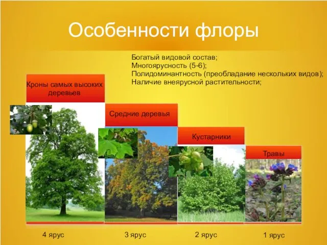 Особенности флоры Богатый видовой состав; Многоярусность (5-6); Полидоминантность (преобладание нескольких