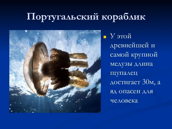 Португальский кораблик У этой древнейшей и самой крупной медузы длина щупалец достигает 30м,