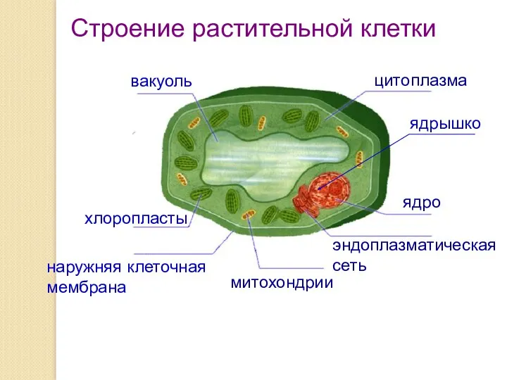 цитоплазма ядрышко ядро эндоплазматическая сеть митохондрии наружняя клеточная мембрана хлоропласты вакуоль Строение растительной клетки