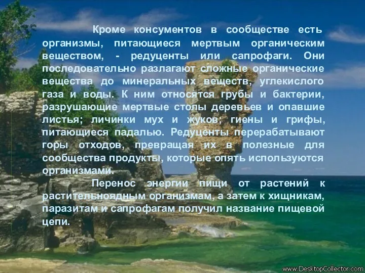 Кроме консументов в сообществе есть организмы, питающиеся мертвым органическим веществом,