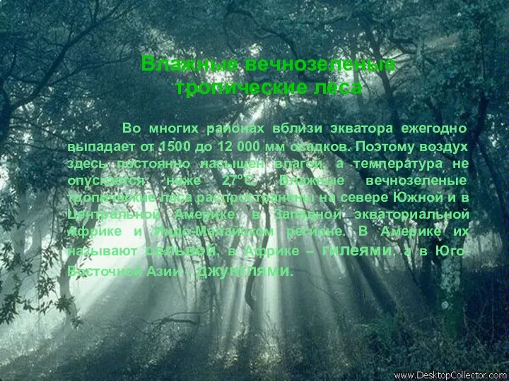 Влажные вечнозеленые тропические леса Во многих районах вблизи экватора ежегодно