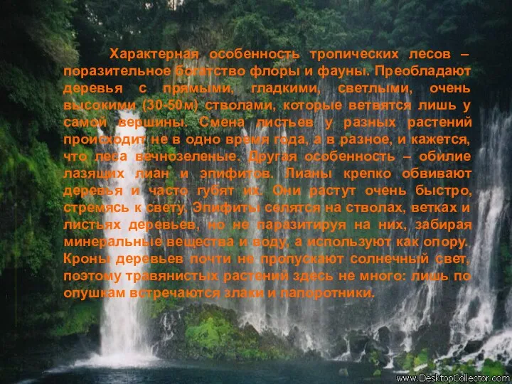 Характерная особенность тропических лесов – поразительное богатство флоры и фауны.