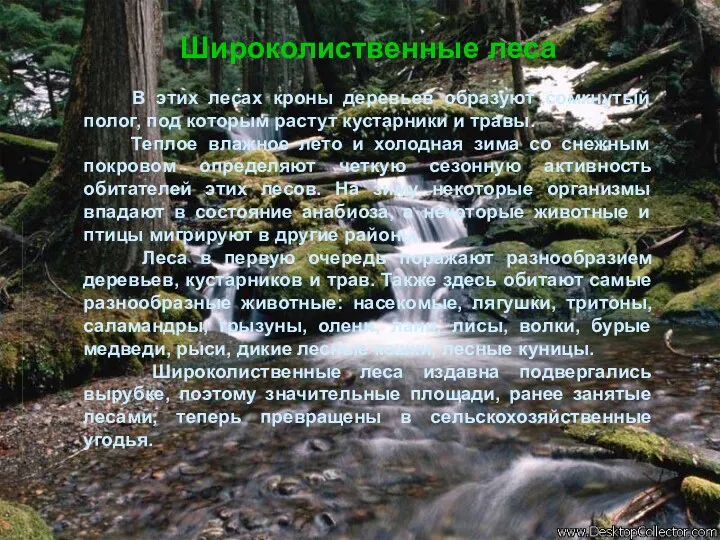 Широколиственные леса В этих лесах кроны деревьев образуют сомкнутый полог, под которым растут