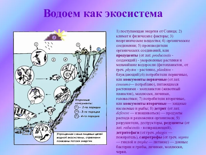 Водоем как экосистема 1) поступающая энергия от Солнца; 2) климат и физические факторы;