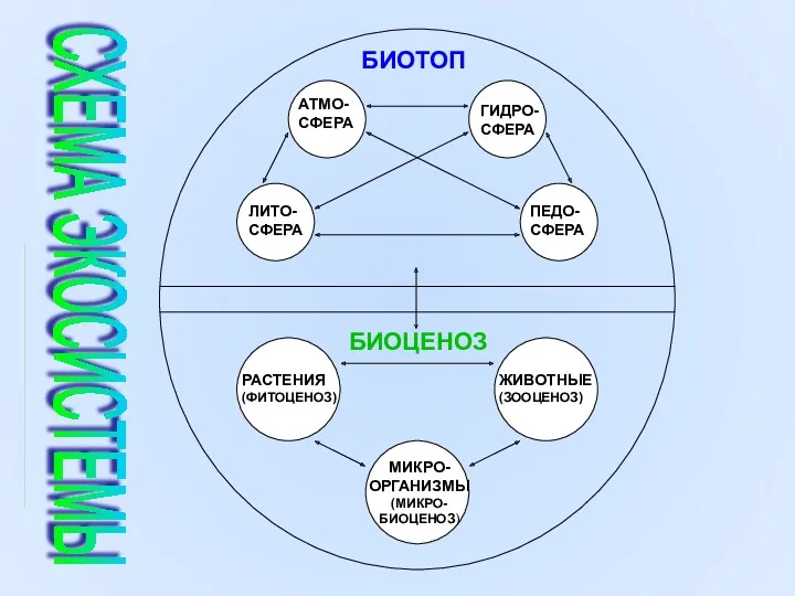 СХЕМА ЭКОСИСТЕМЫ