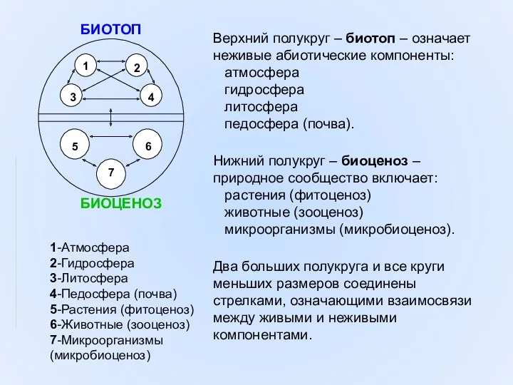 Верхний полукруг – биотоп – означает неживые абиотические компоненты: атмосфера