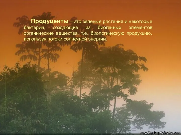 Продуценты – это зеленые растения и некоторые бактерии, создающие из биогенных элементов органические