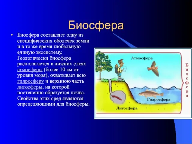 Биосфера Биосфера составляет одну из специфических оболочек земли и в