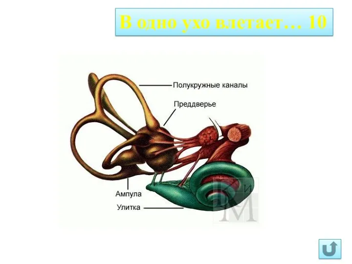 В одно ухо влетает… 10