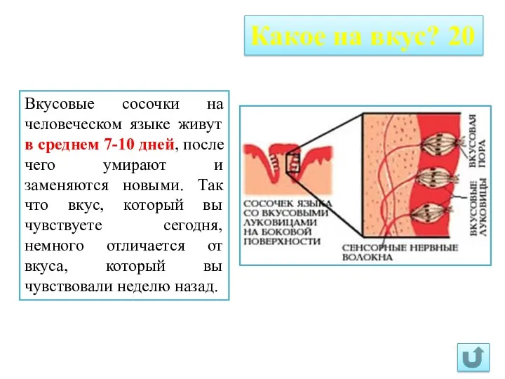 Какое на вкус? 20 Вкусовые сосочки на человеческом языке живут в среднем 7-10