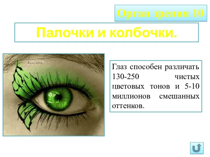 Орган зрения 10 Палочки и колбочки. Глаз способен различать 130-250 чистых цветовых тонов