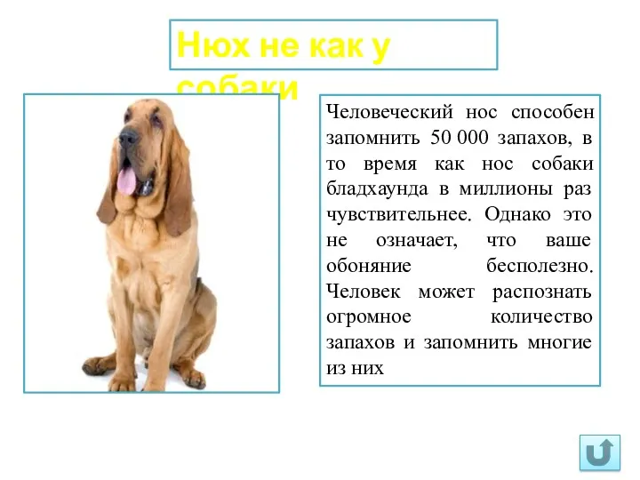 Нюх не как у собаки Человеческий нос способен запомнить 50 000 запахов, в