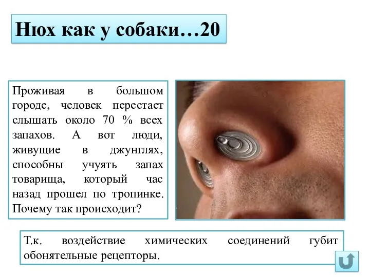 Нюх как у собаки…20 Проживая в большом городе, человек перестает слышать около 70