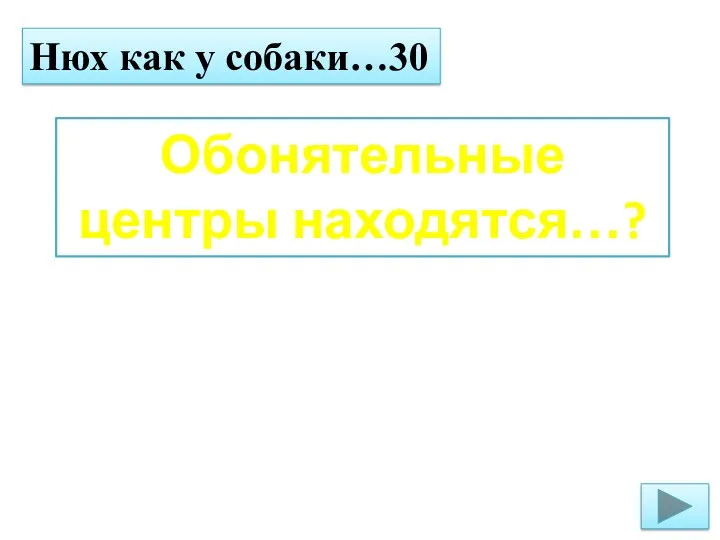 Нюх как у собаки…30 Обонятельные центры находятся…?