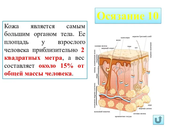 Осязание 10 Кожа является самым большим органом тела. Ее площадь у взрослого человека