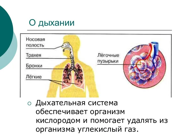 О дыхании Дыхательная система обеспечивает организм кислородом и помогает удалять из организма углекислый газ.