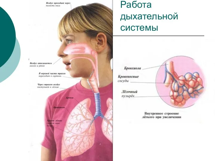 Работа дыхательной системы